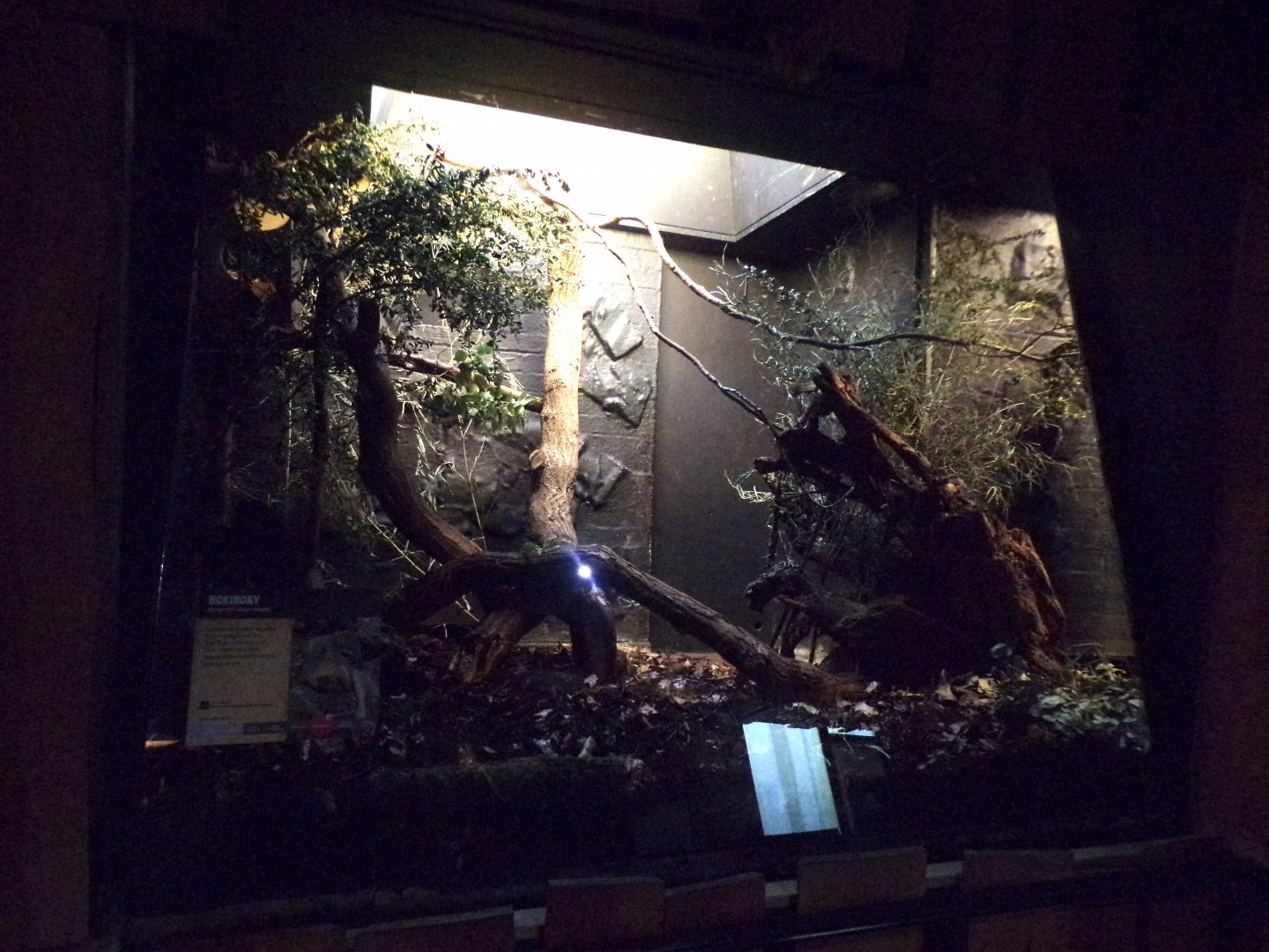 Bokyboky indoor enclosure 11.2.25