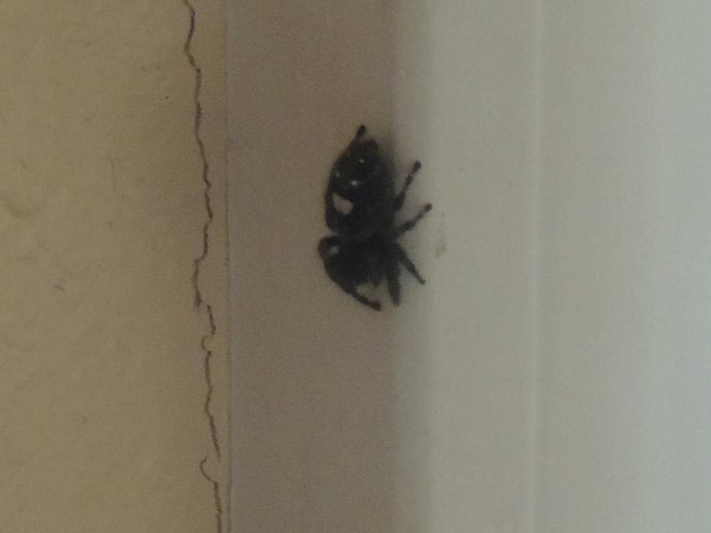 bold jumping spider