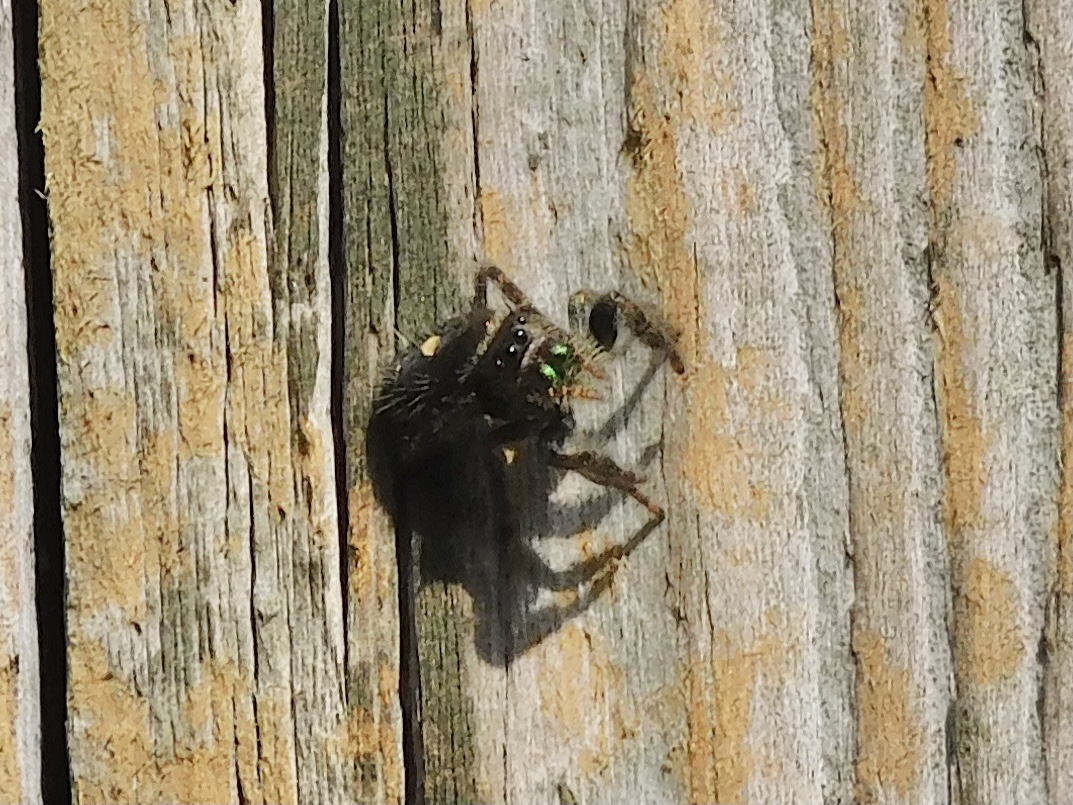 bold jumping spider