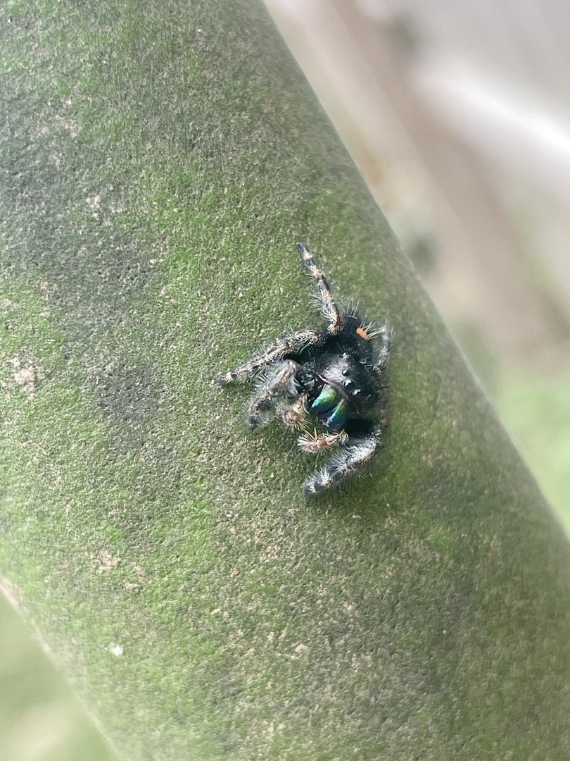 Bold Jumping Spider