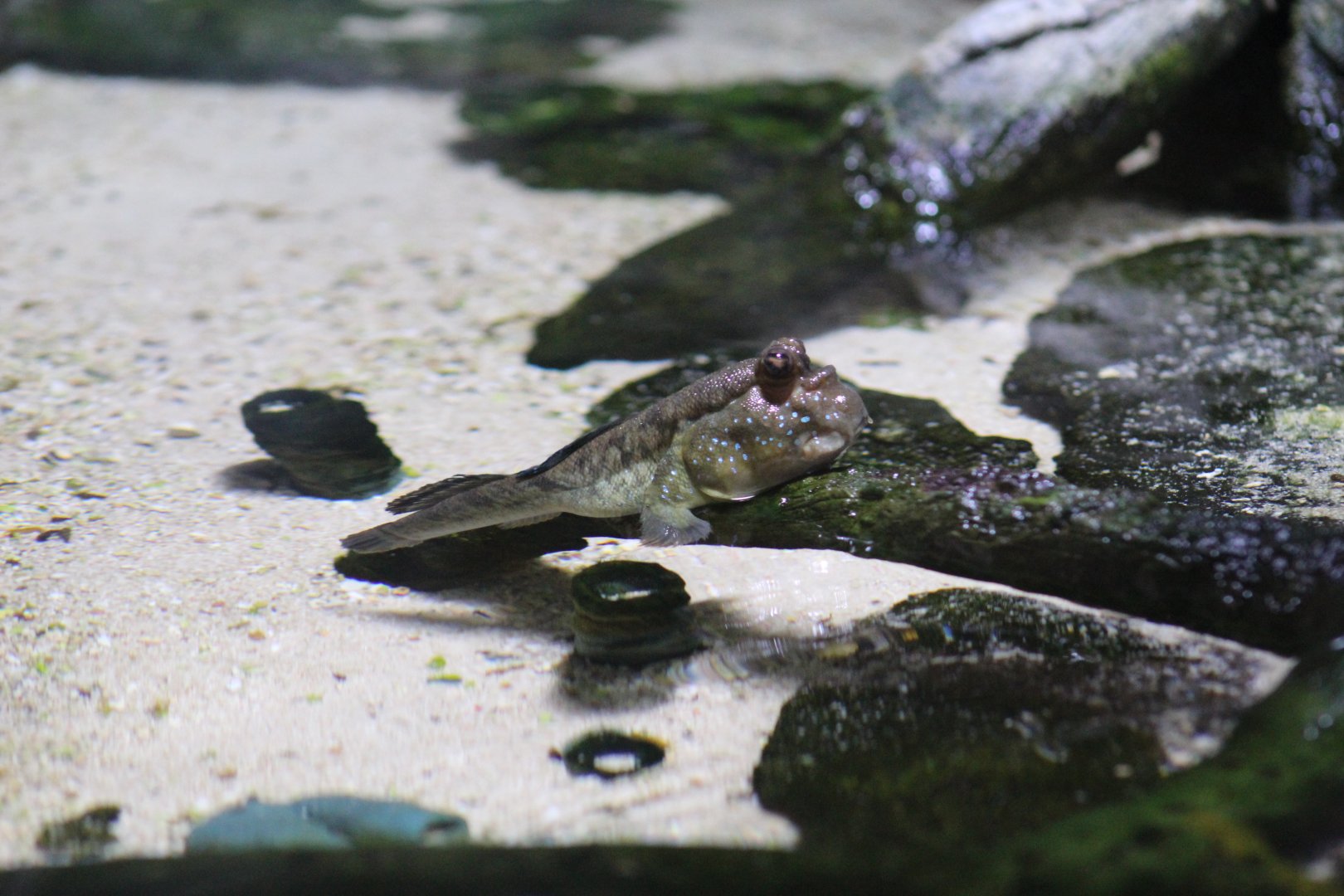 Boleophthalmus pectinirostris??