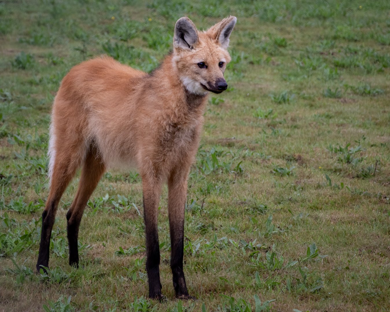 Boli- Maned Wolf / Hamerton / 15-8-20