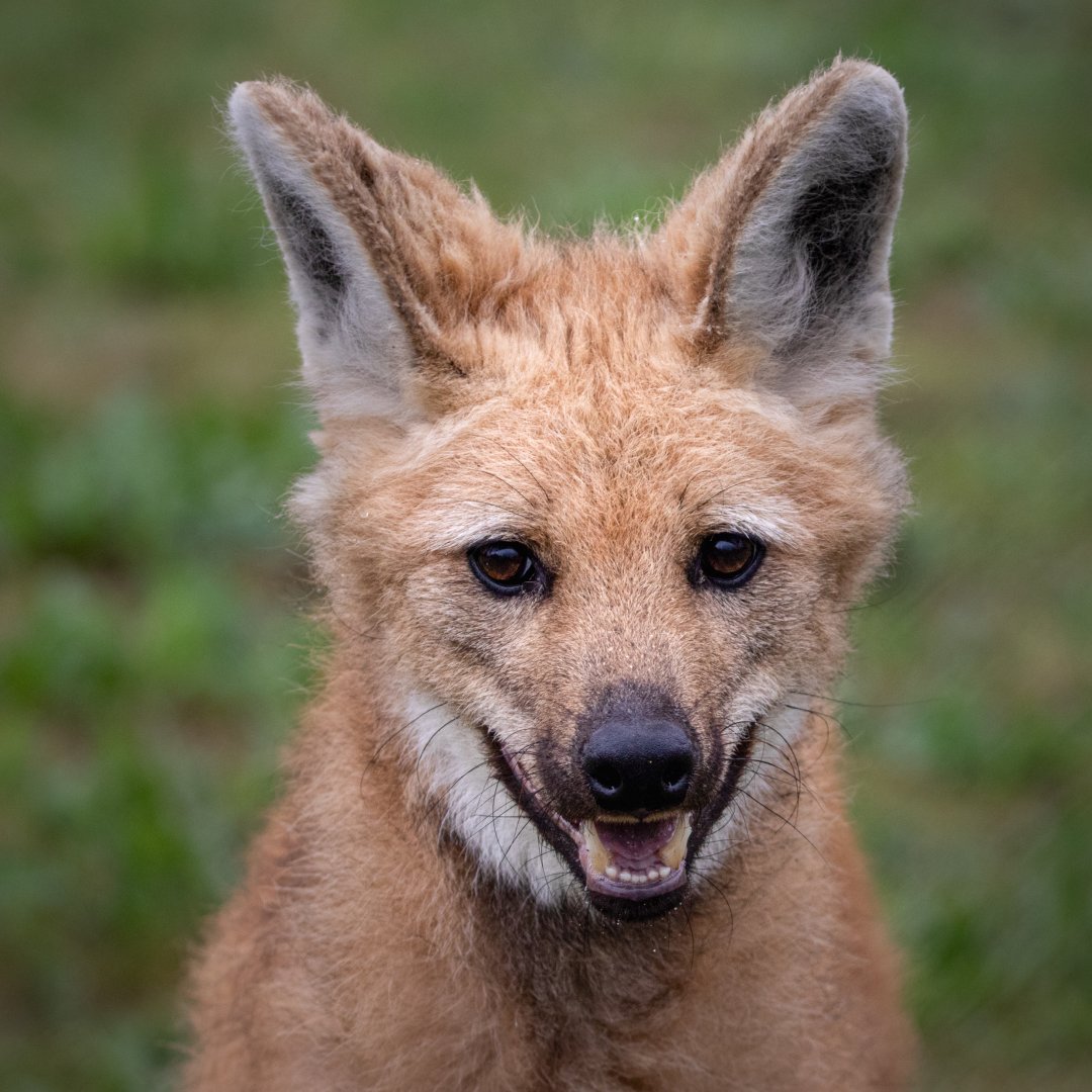 Boli - Maned Wolf portrait / Hamerton / 15-8-20