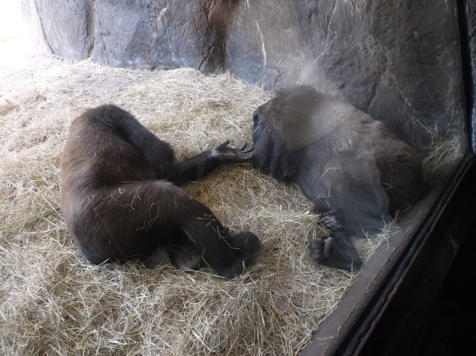 BOLINGO AND KISHINA 1-3-2014