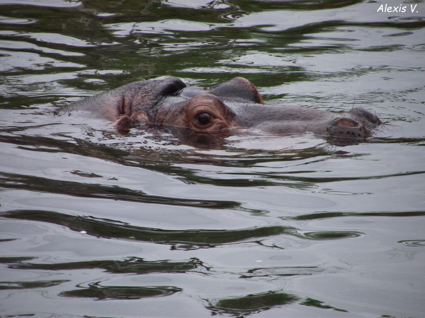 BOLINHAS, female Hippo - Zooparc de Beauval - 07/2020