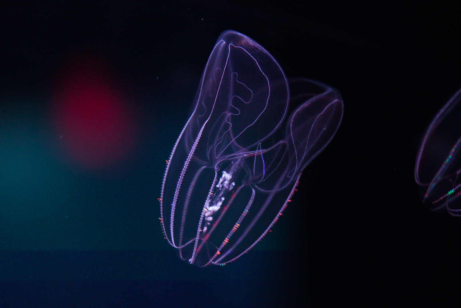 Bolinopsis Comb Jelly // Into the Deep