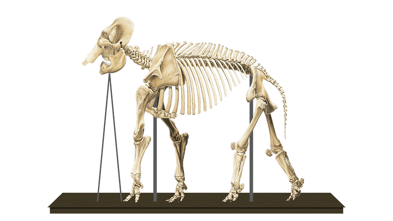 Bolivar Skeletal Mount Recreation