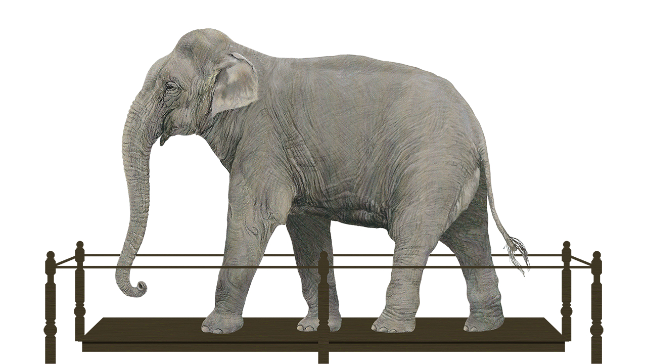 Bolivar Skin Mount Recreation