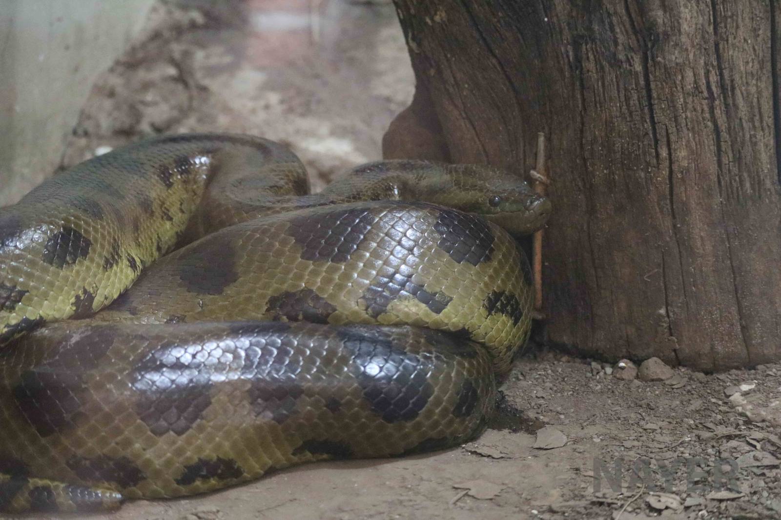 Bolivian anaconda, March 2016