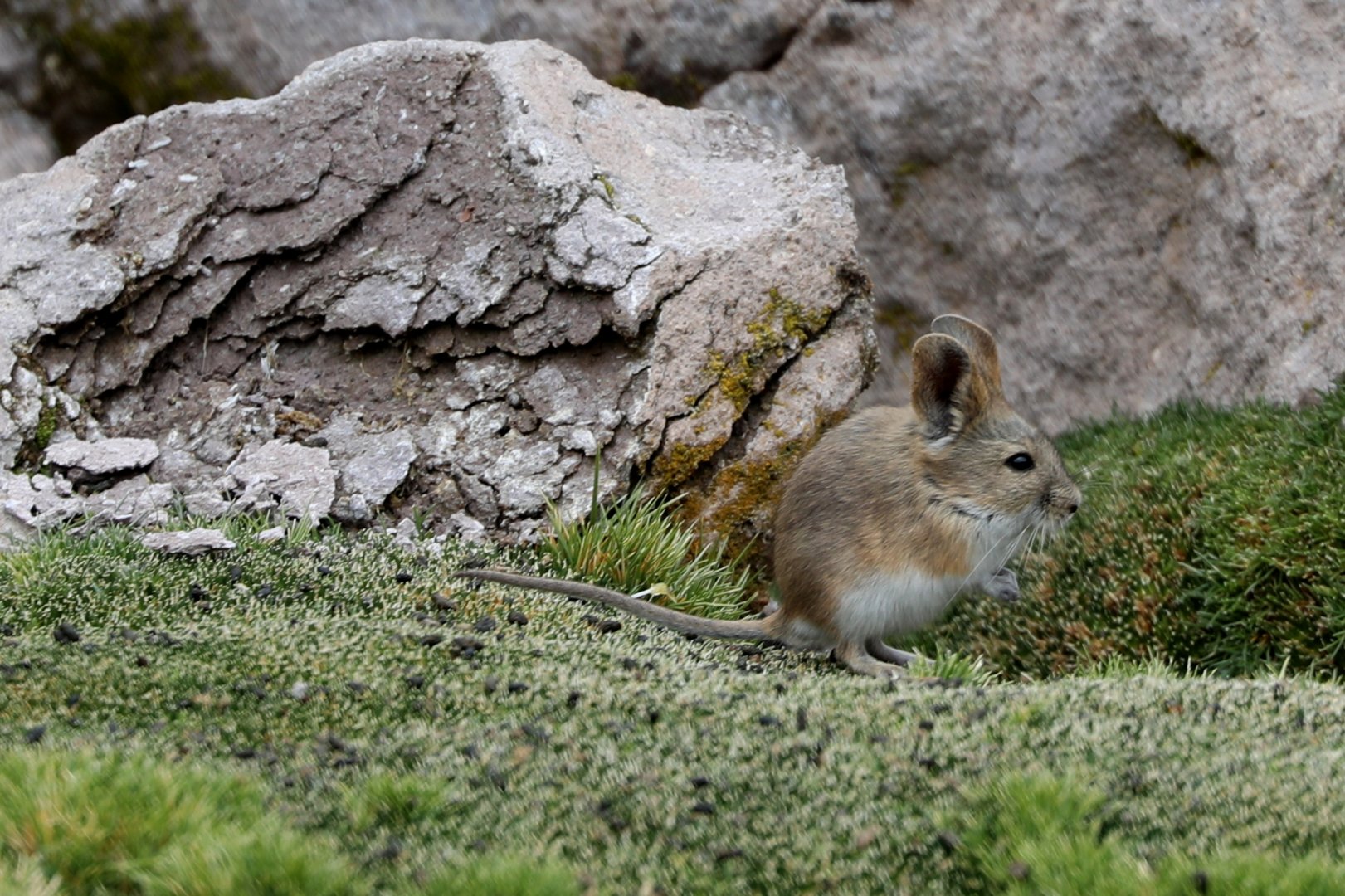 Bolivian big-eared mouse (Auliscomys boliviensis)