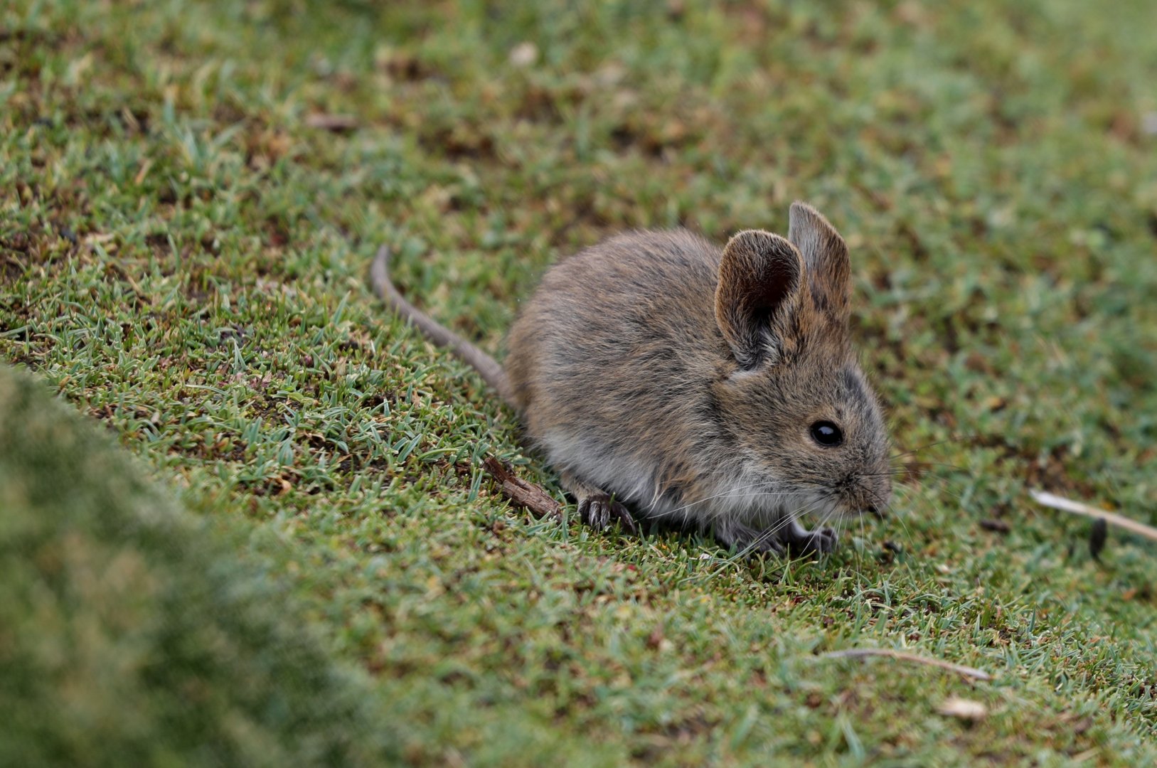 Bolivian big-eared mouse (Auliscomys boliviensis)