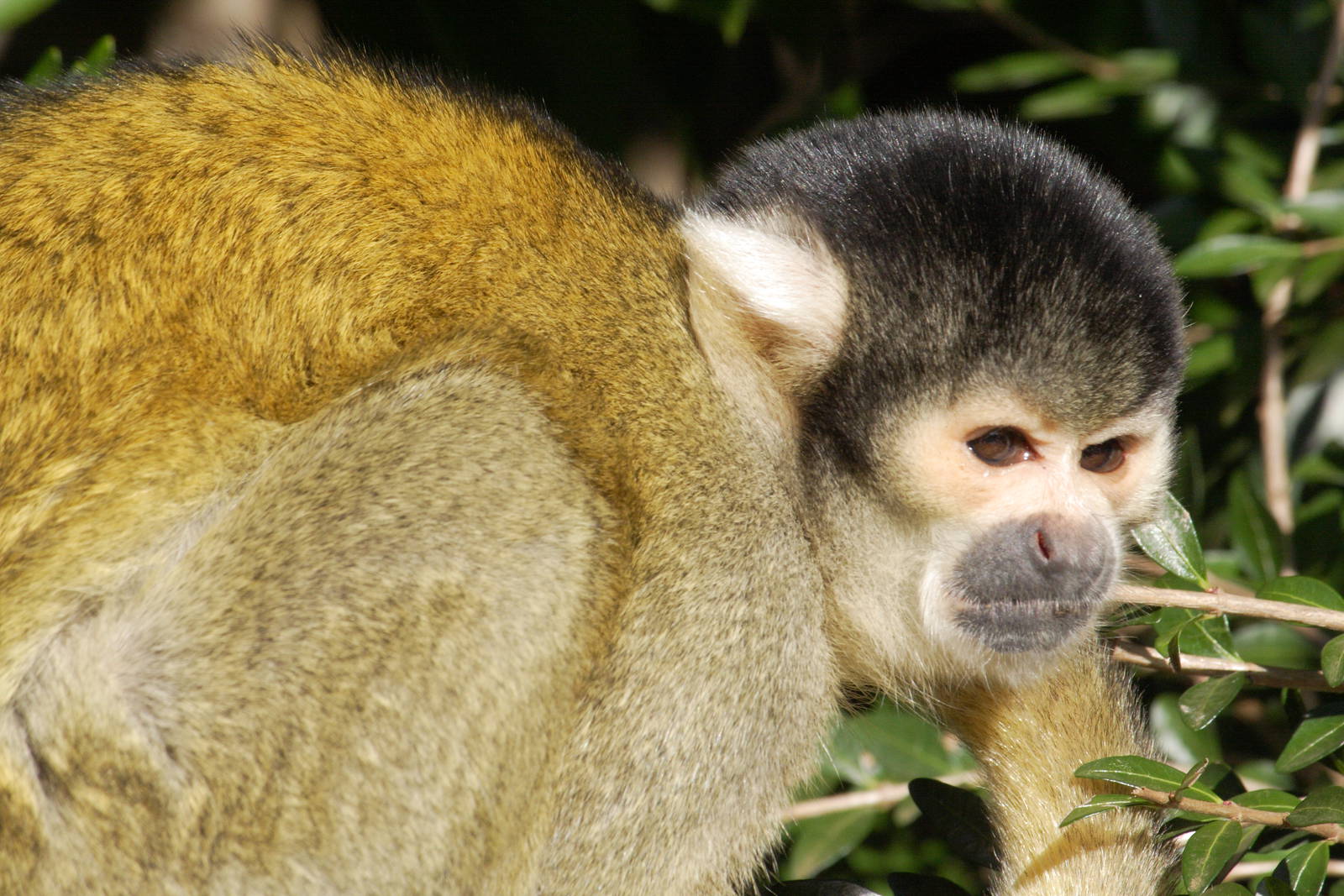 Bolivian black-capped squirrel monkey