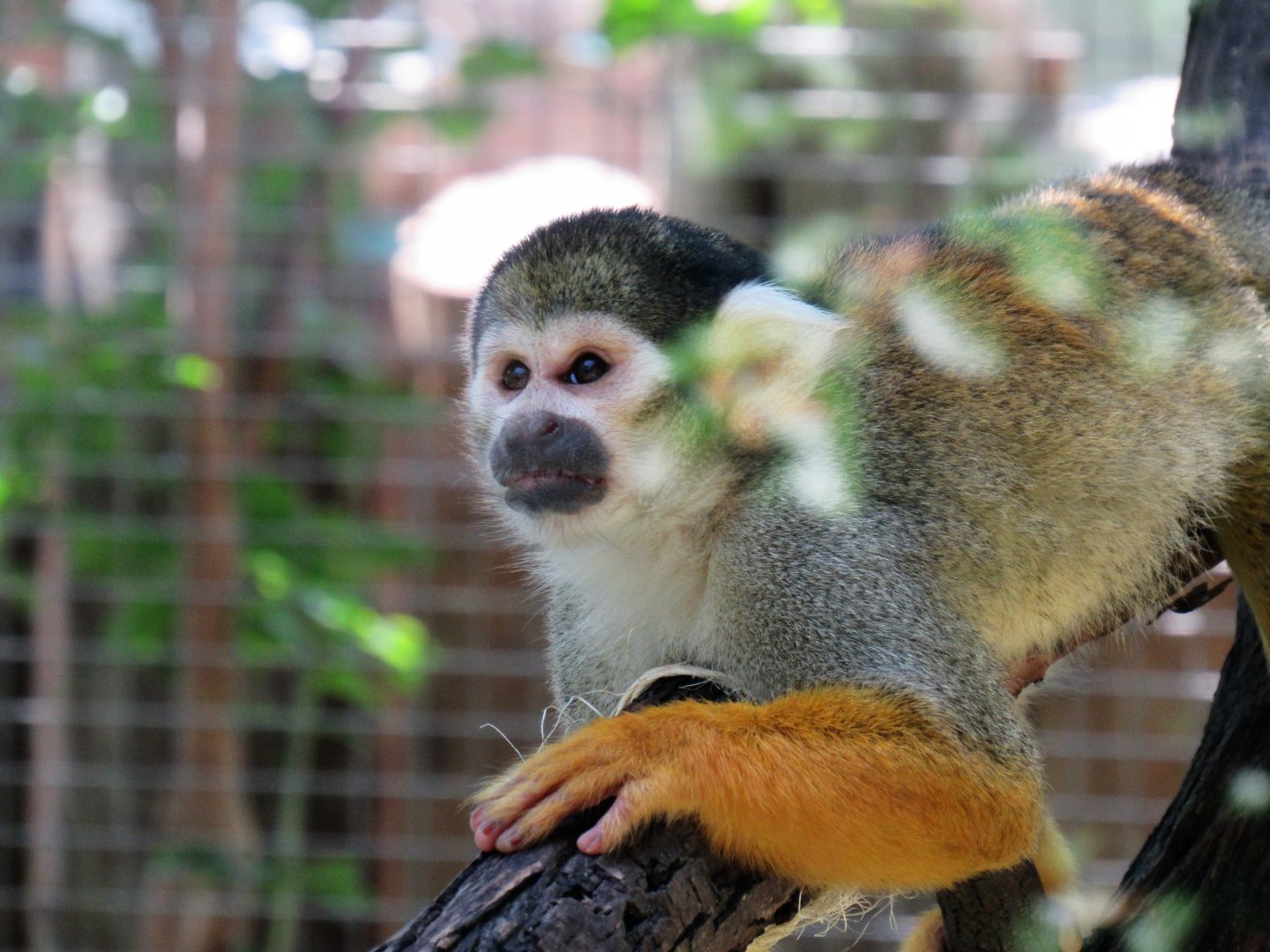 Bolivian black-capped squirrel monkey