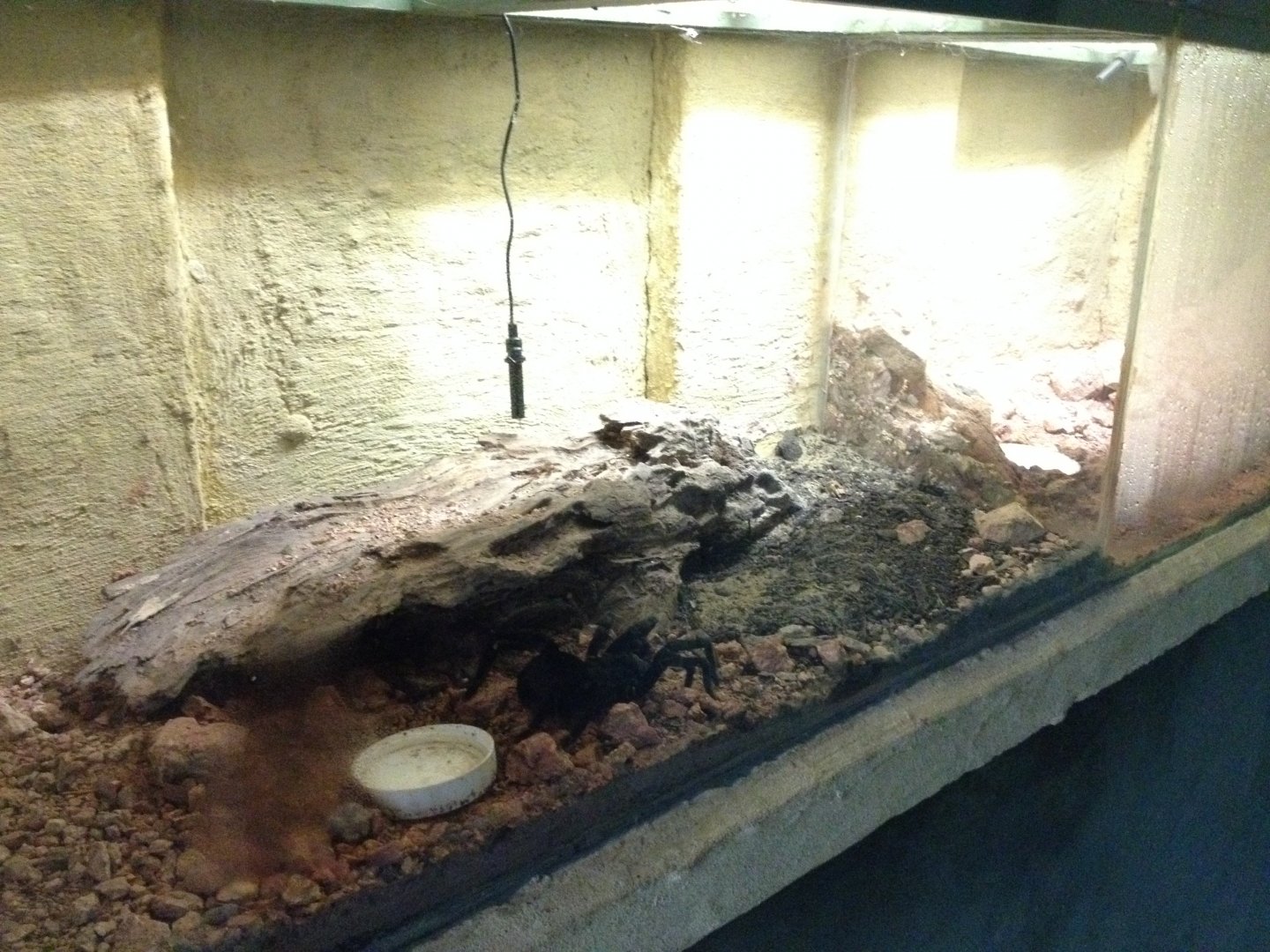 Bolivian Blue-legged Tarantula exhibit