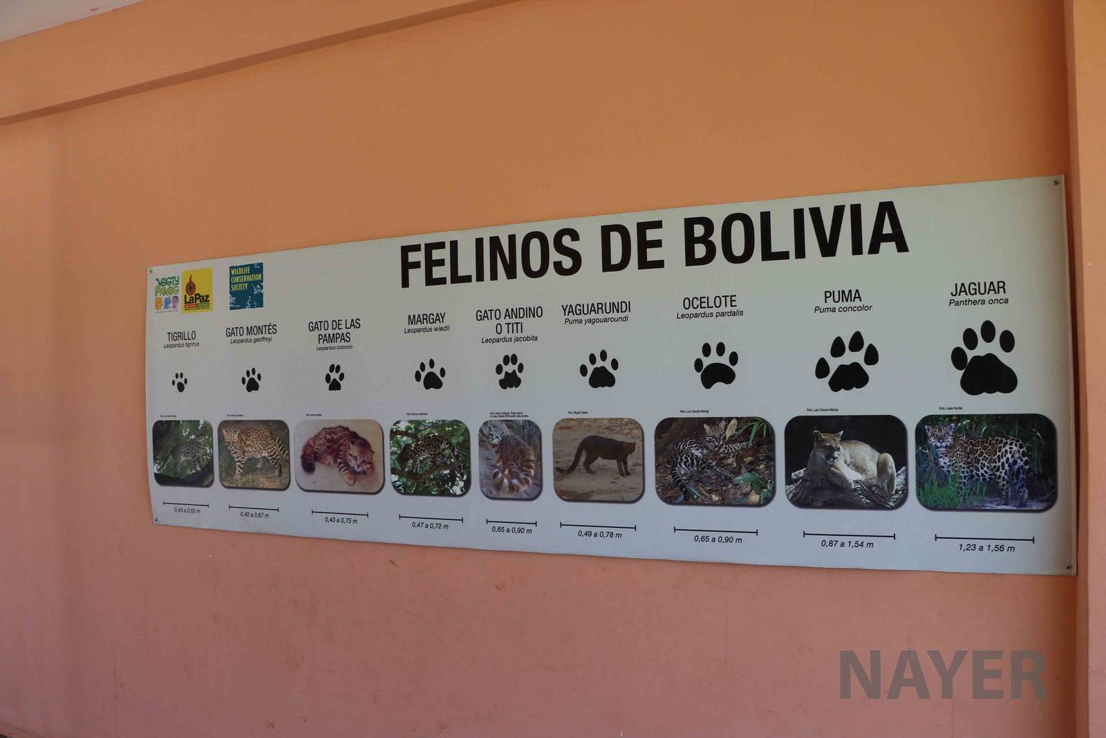 Bolivian cat prints, March 2016