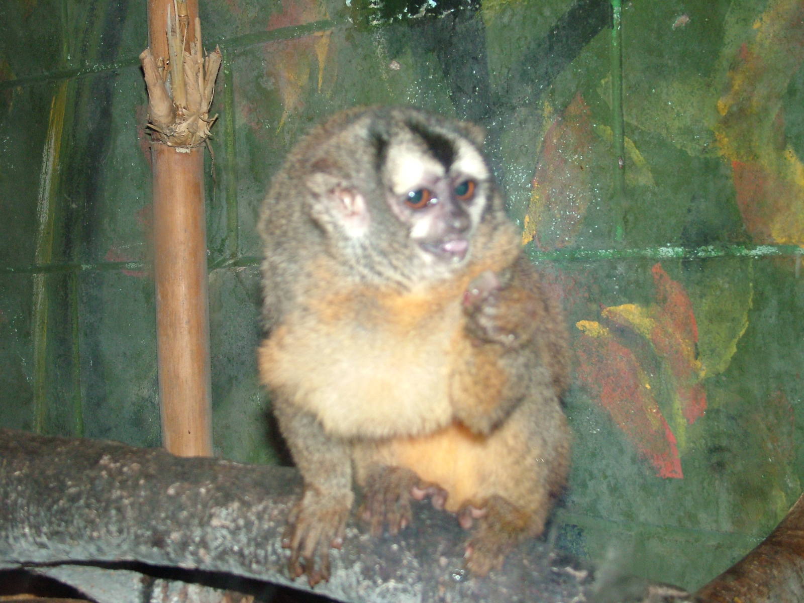 Bolivian Douroucouli at Tropical World 01/08/09