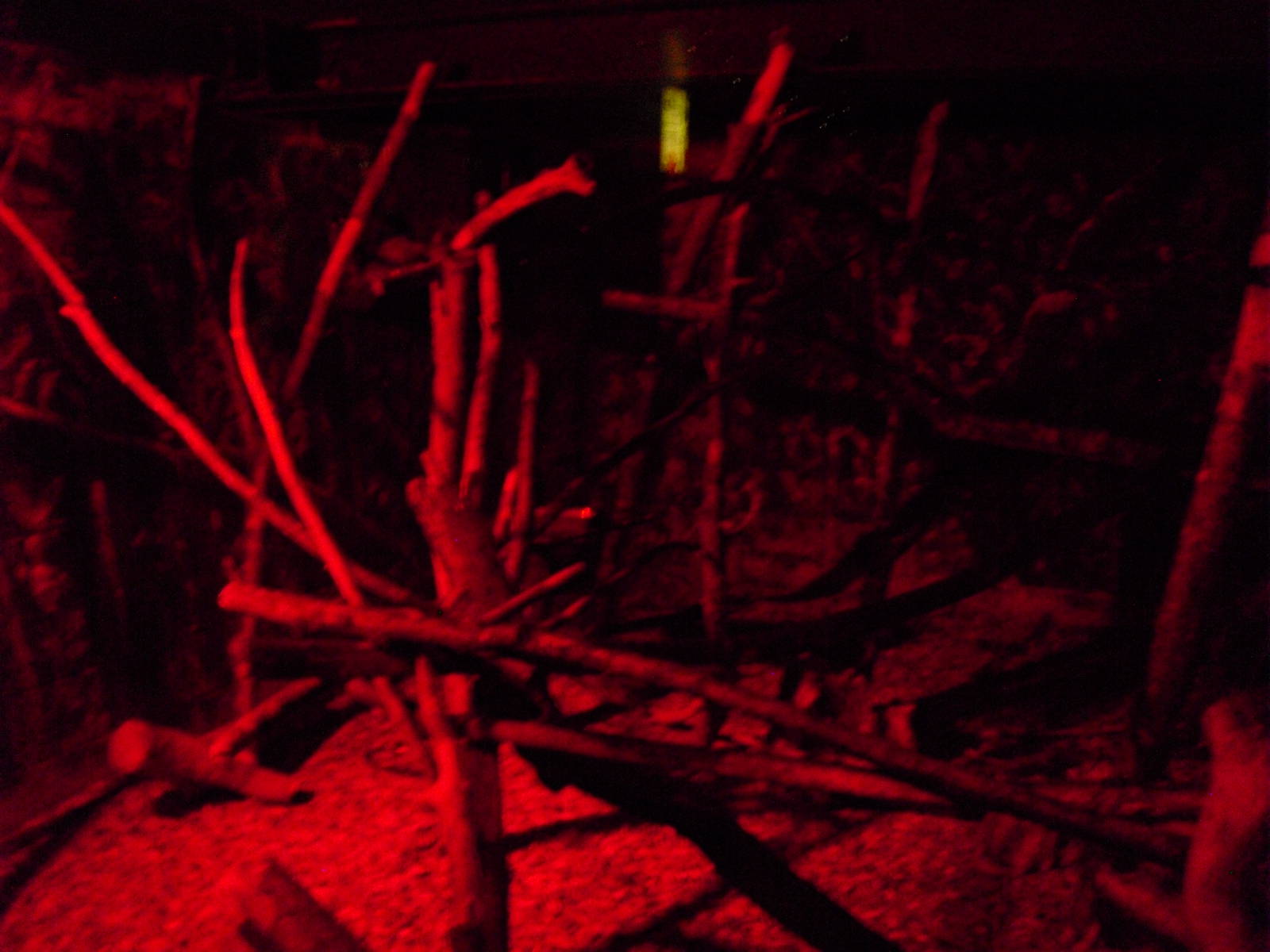 Bolivian Douroucouli Exhibit - 27/10/2011