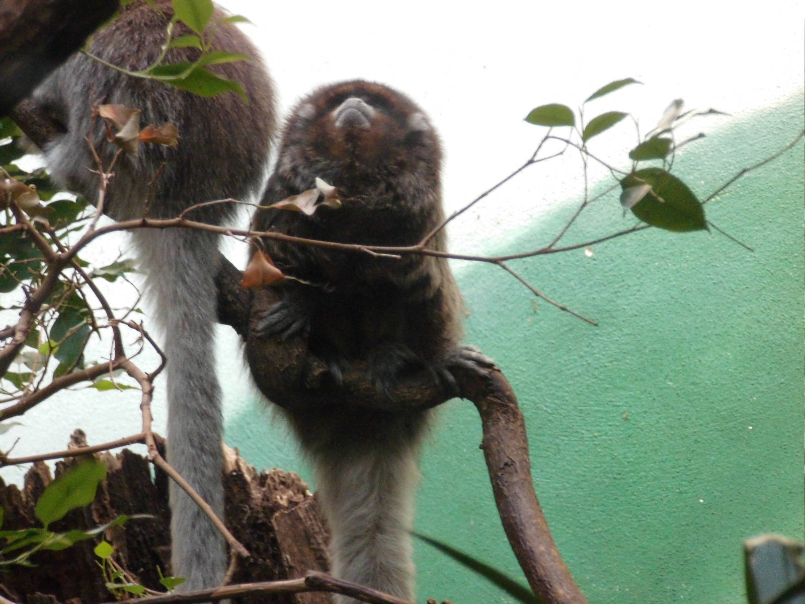 Bolivian gray titi at Bronx zoo 2014-12-27