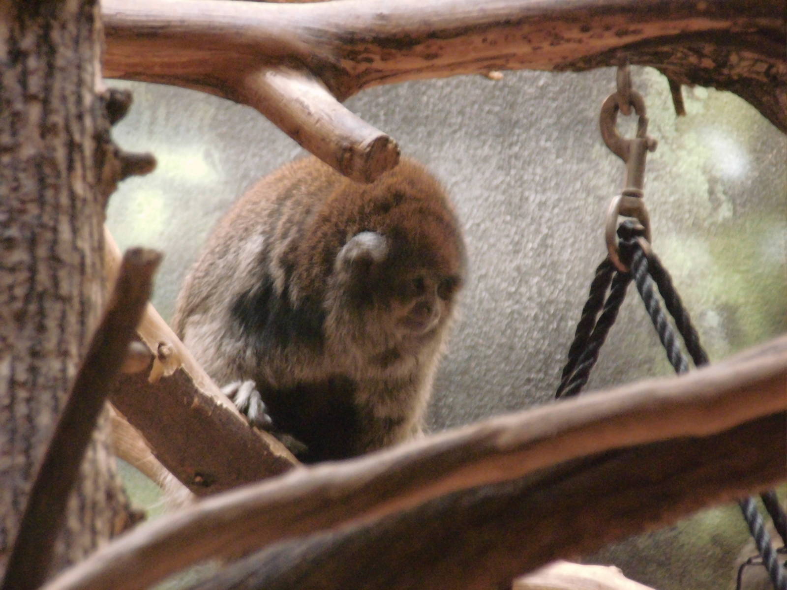 Bolivian gray titi at Philadelphia zoo 2015-03-08