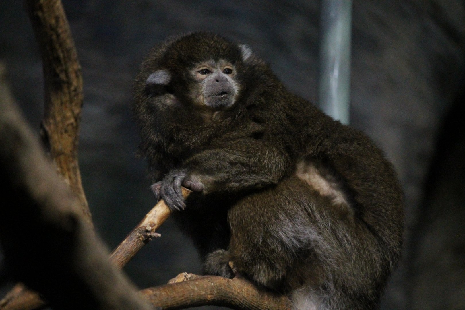 Bolivian Gray Titi (Callicebus donacophilus)