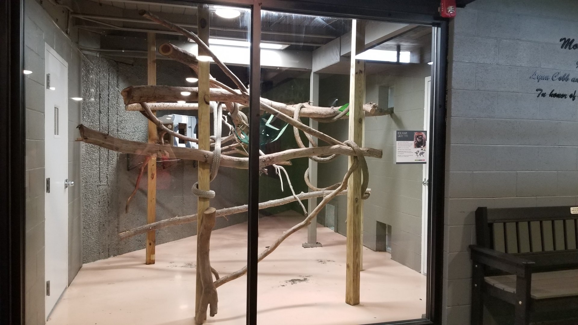 Bolivian Gray Titi indoor area