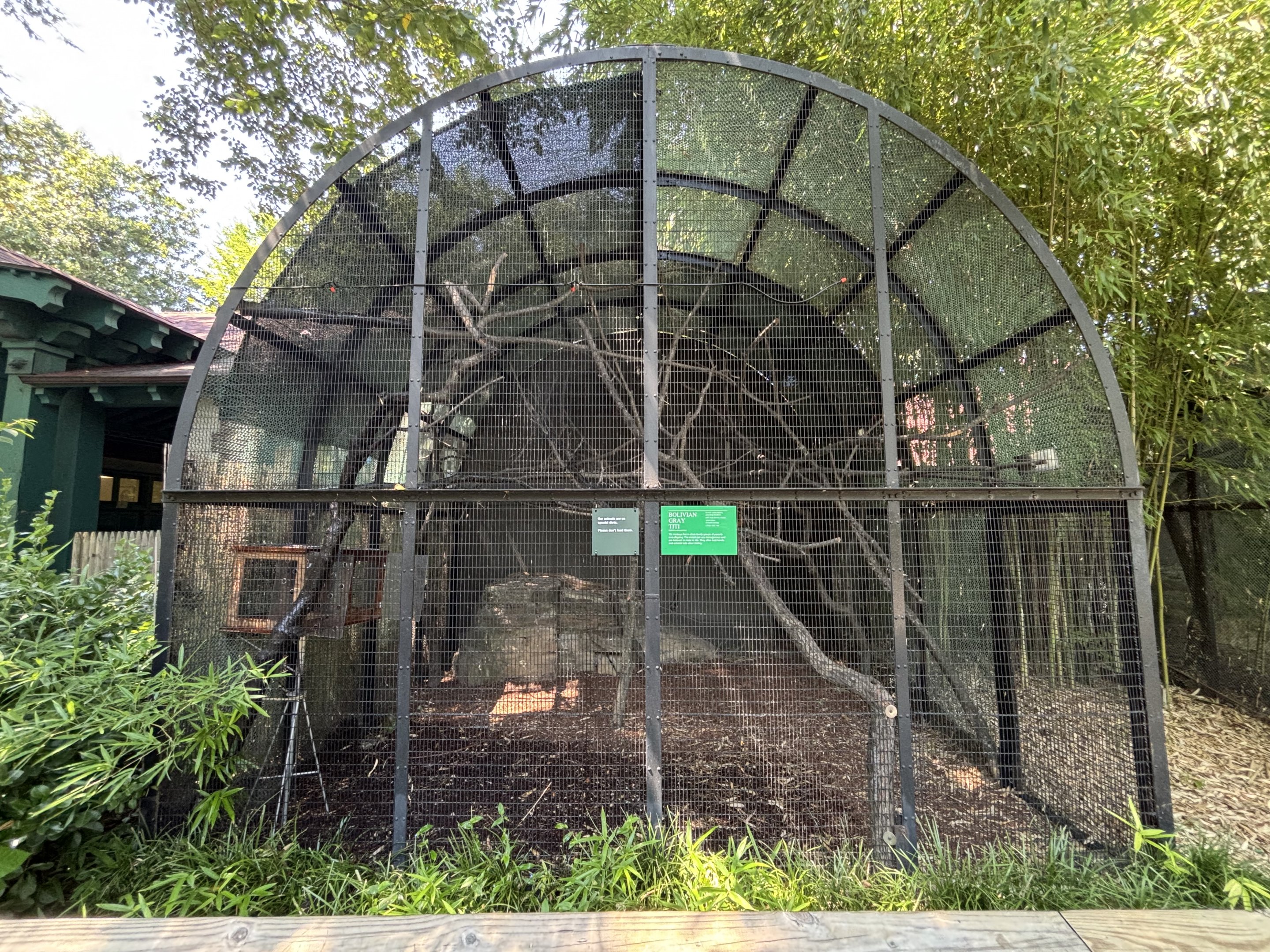 Bolivian Gray Titi Monkey Exhibit