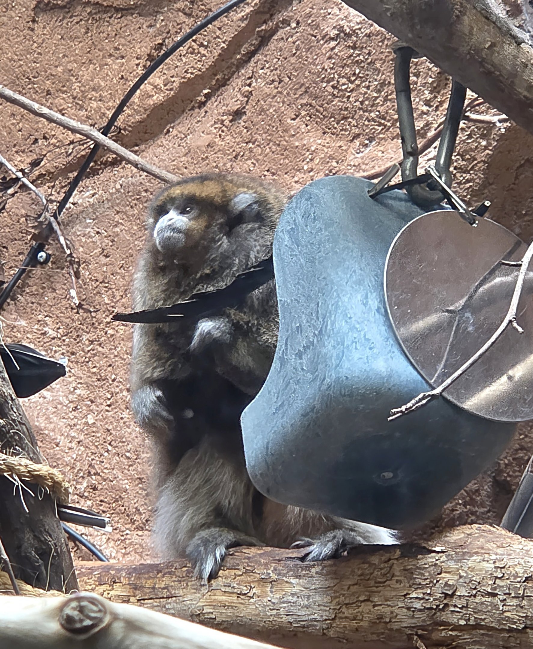 Bolivian Gray Titi Monkey  - Riverbanks Zoo