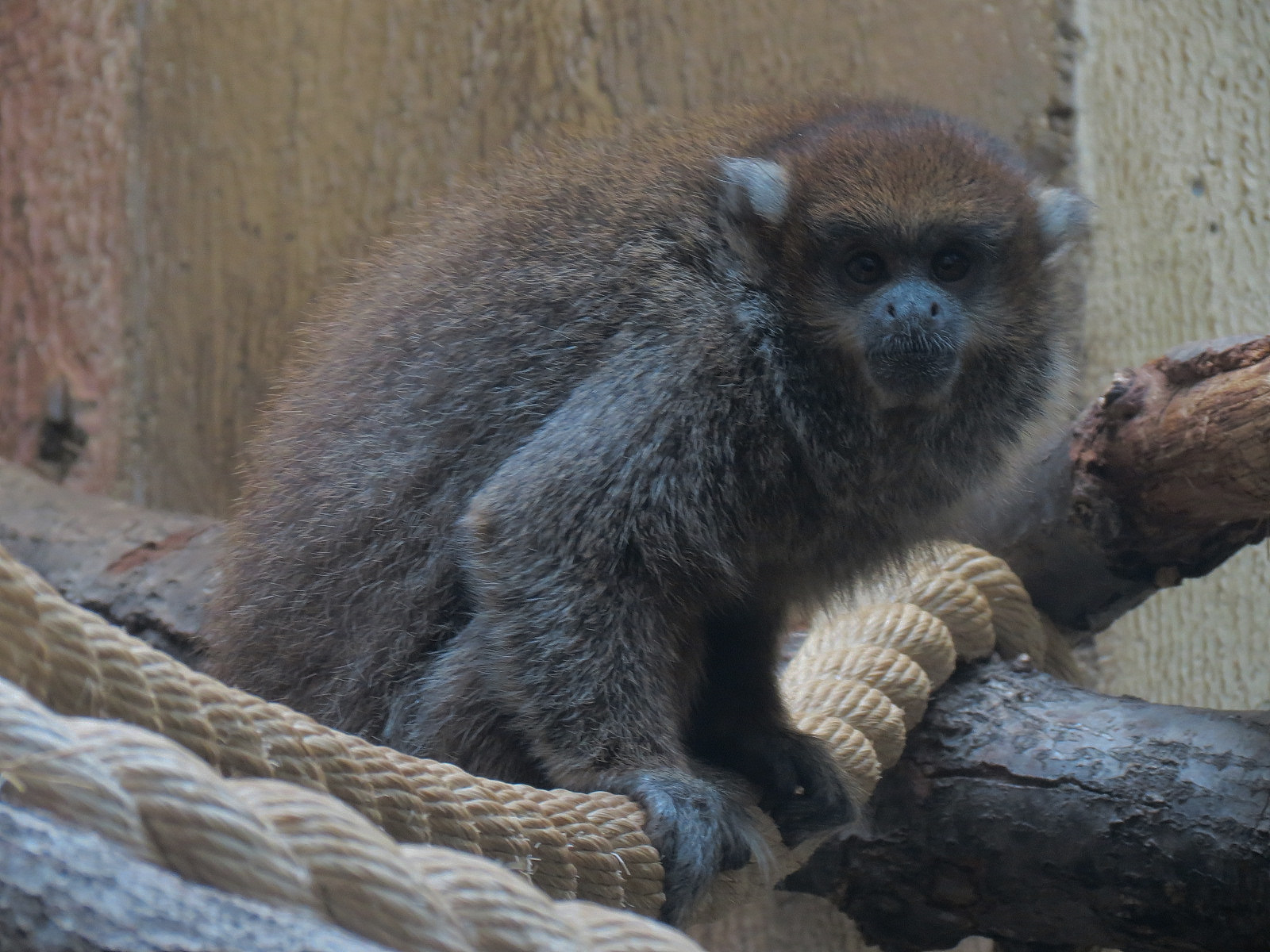 Bolivian Gray Titi Monkey
