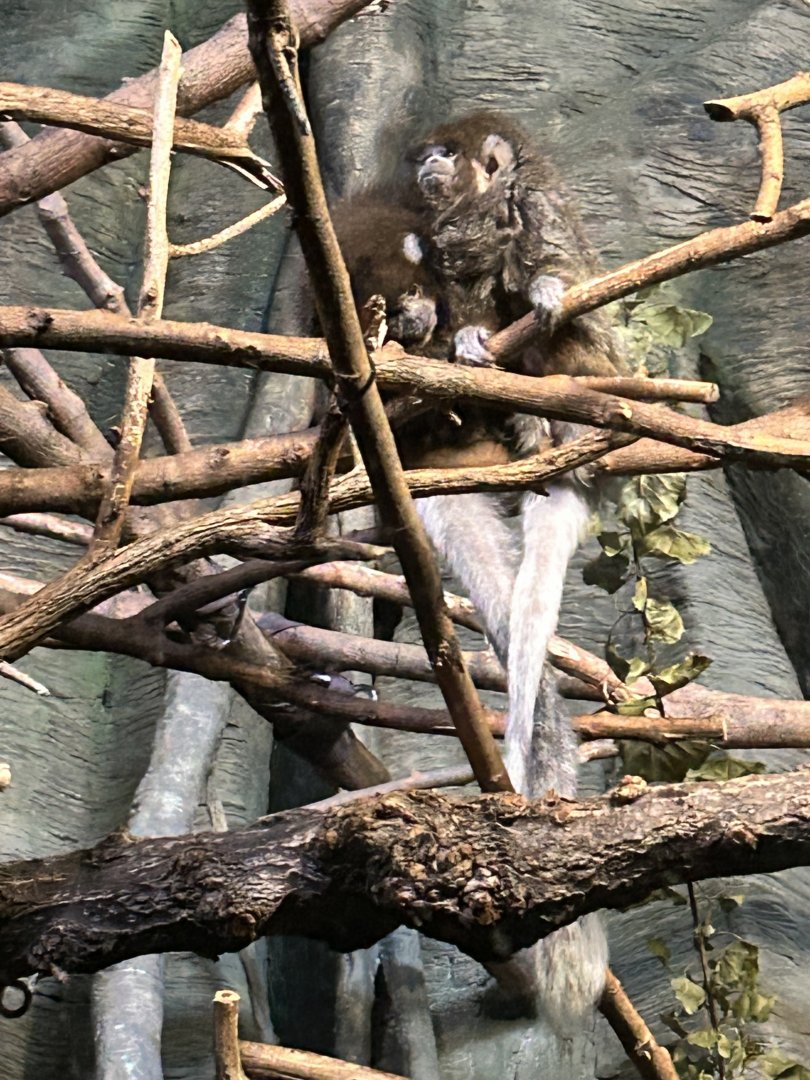 Bolivian gray titi monkey