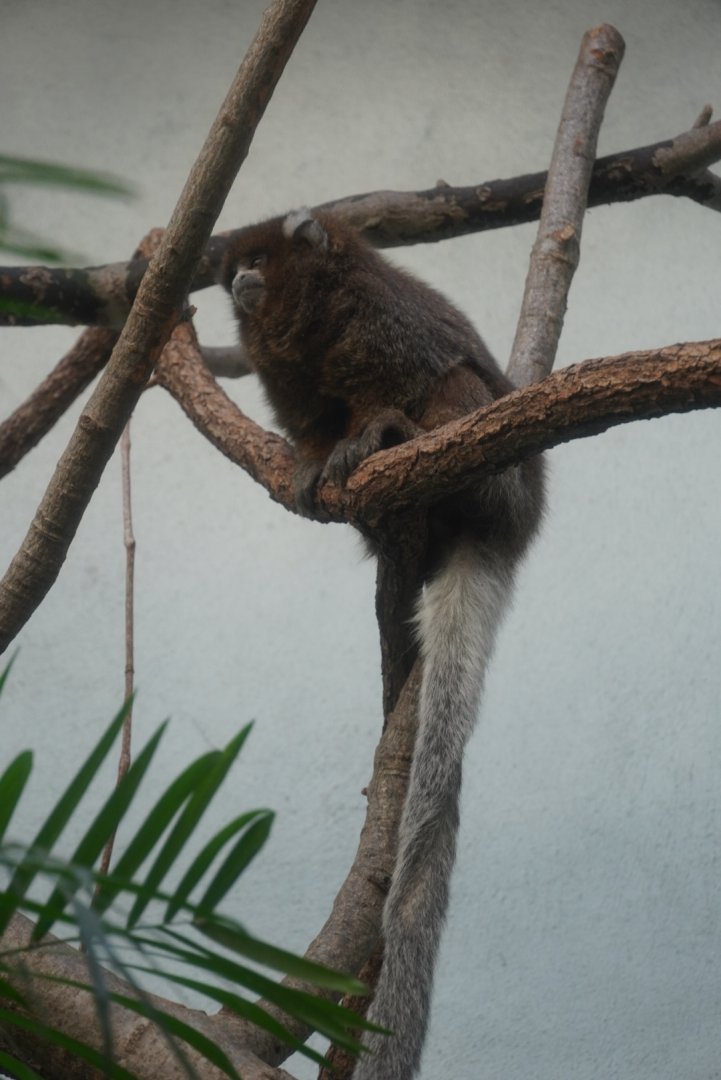 Bolivian Gray Titi