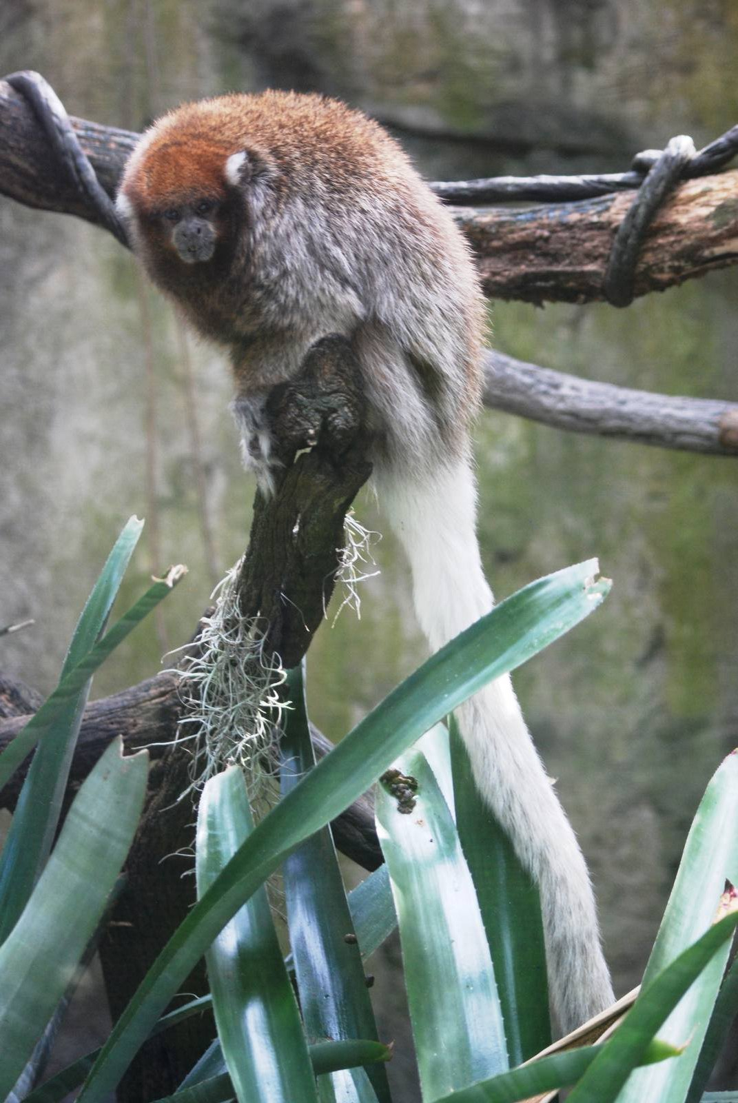 Bolivian Grey Titi at Lowry Park, 13/10/13
