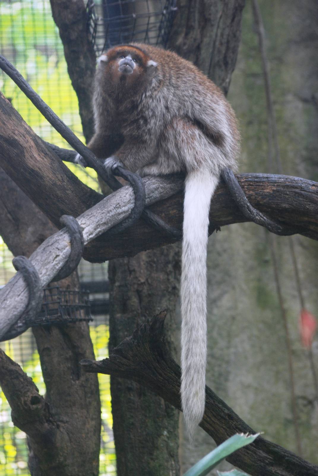 Bolivian Grey Titi at Lowry Park, 13/10/13