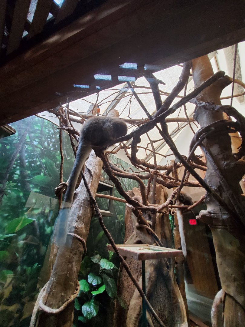 Bolivian Grey Titi - August 2021