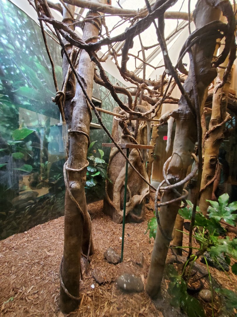 Bolivian Grey Titi Habitat - August 2021