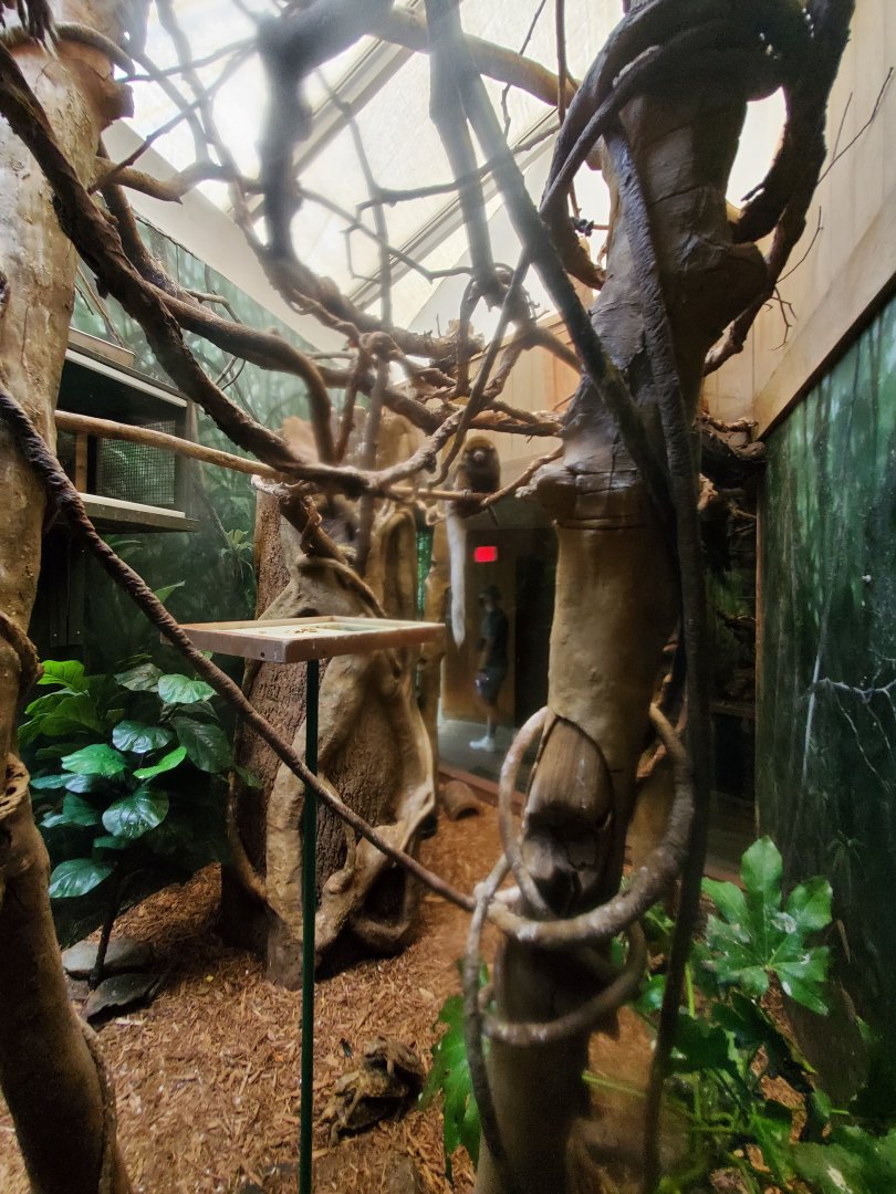 Bolivian Grey Titi Habitat - August 2021