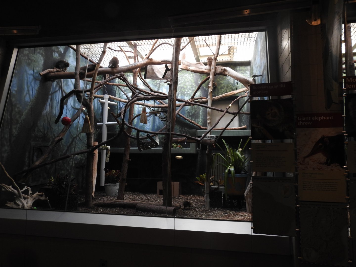 Bolivian Grey Titi Monkey and Giant Elephant Shrew Enclosure