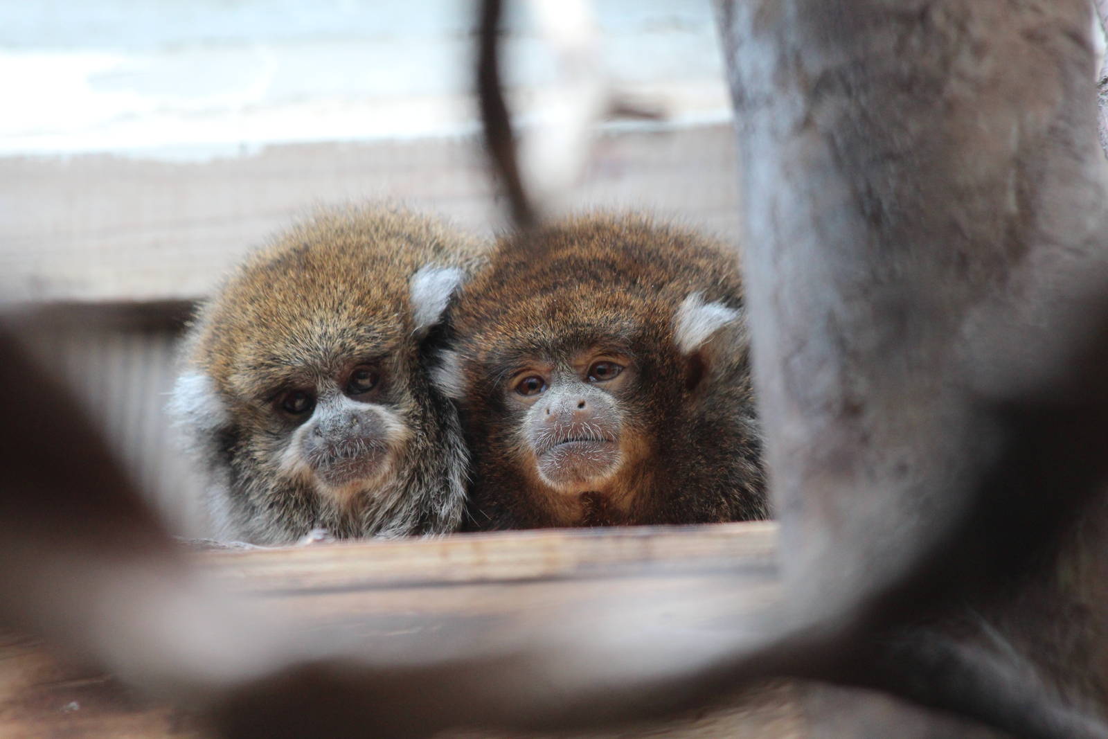 Bolivian Grey Titi Monkey - Apr 2014