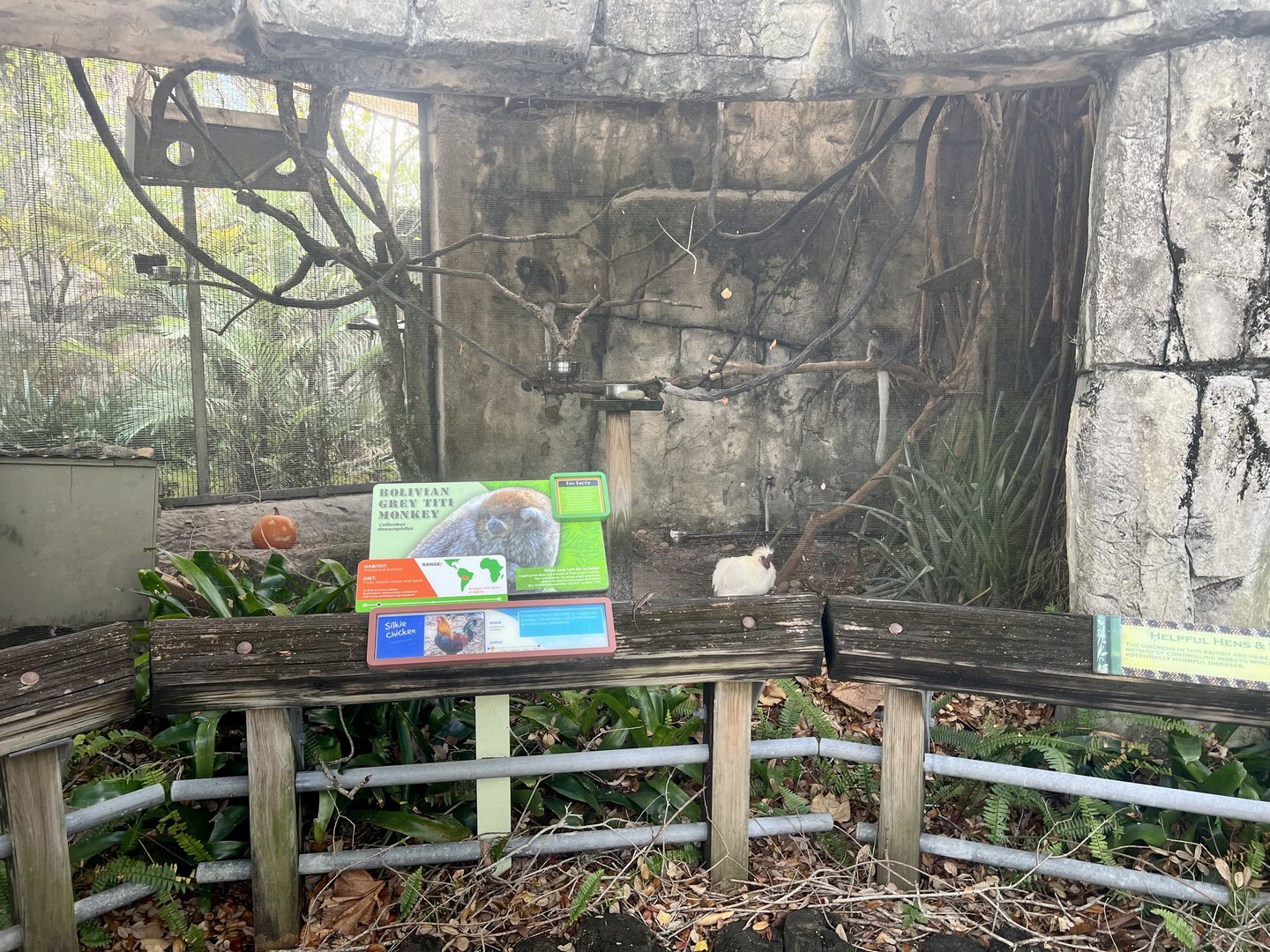 Bolivian Grey Titi Monkey Exhibit