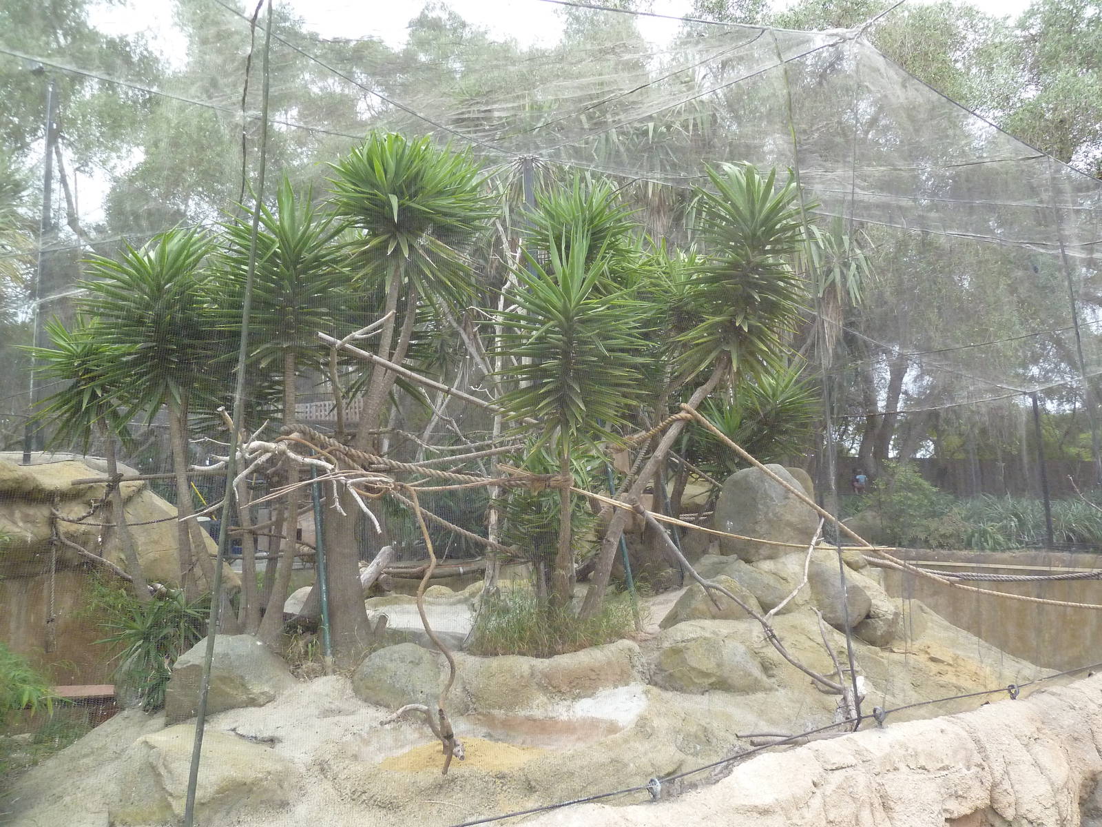 Bolivian Grey Titi Monkey/Golden Lion Tamarin Exhibit