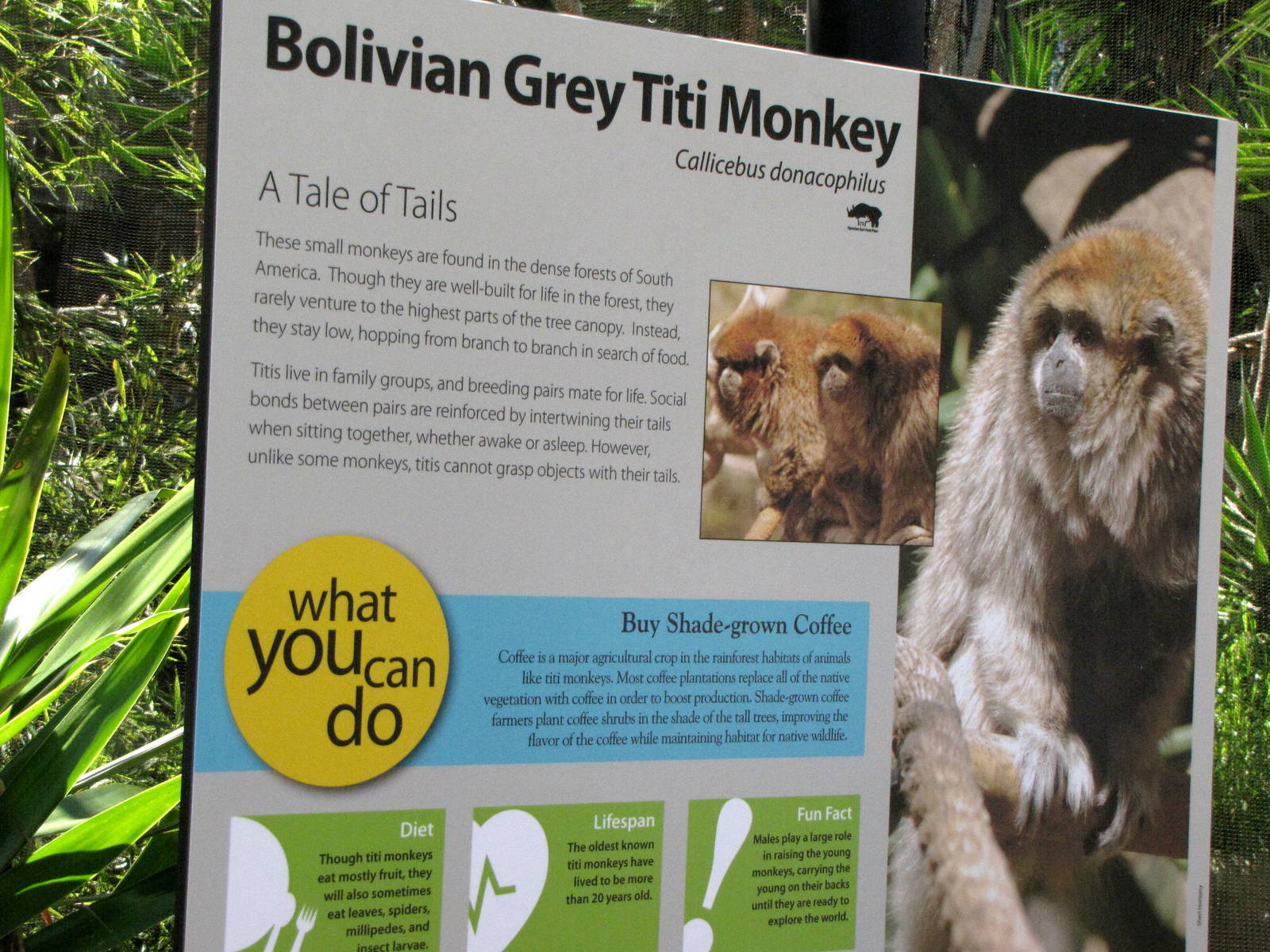 Bolivian Grey Titi Monkey Signage