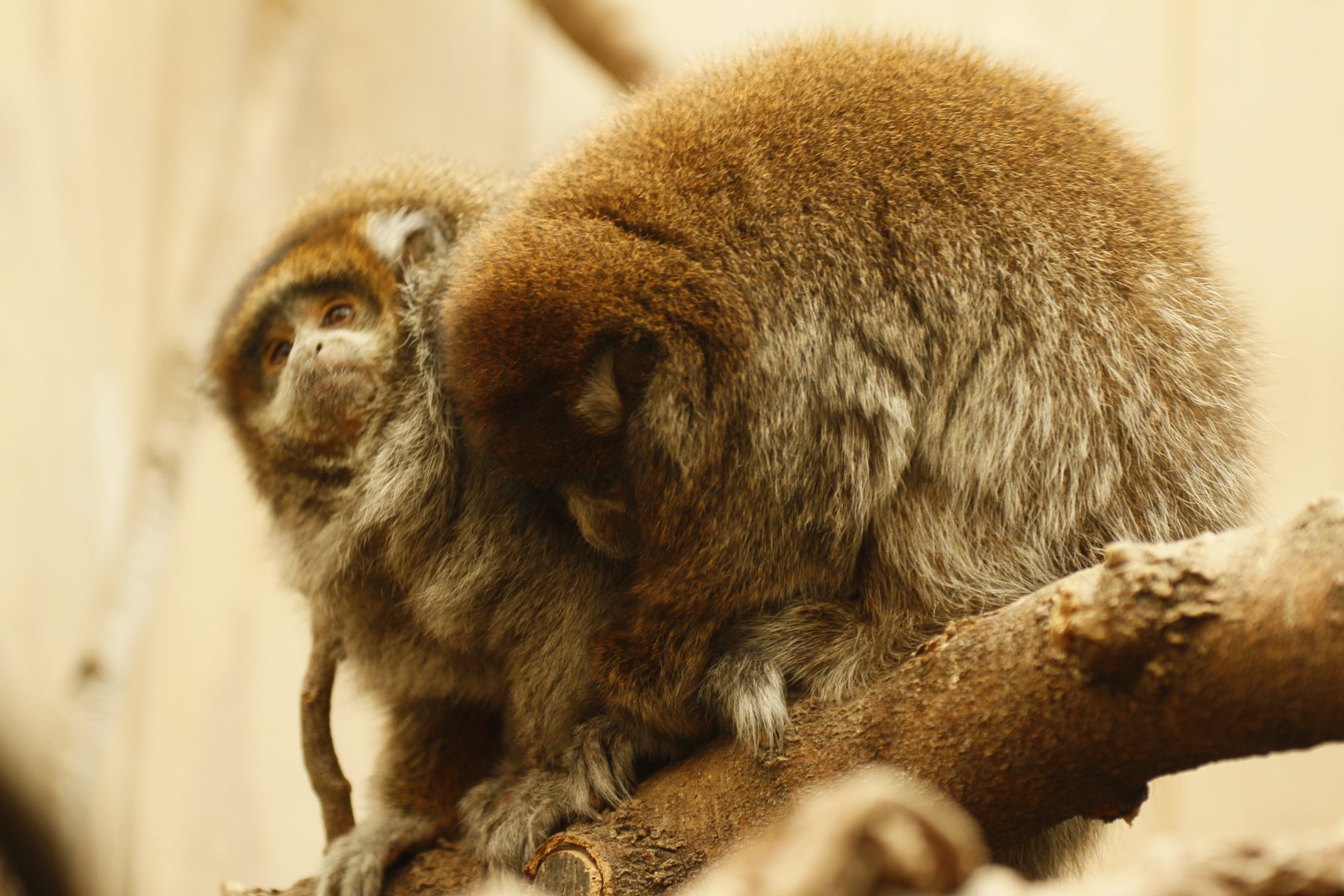 Bolivian grey titi monkey
