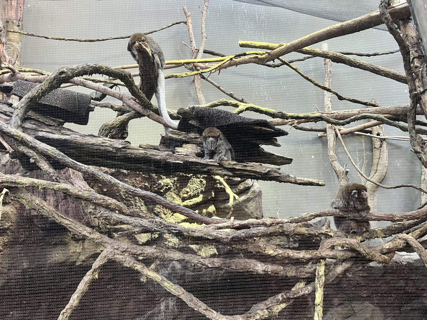 Bolivian Grey Titi Monkey