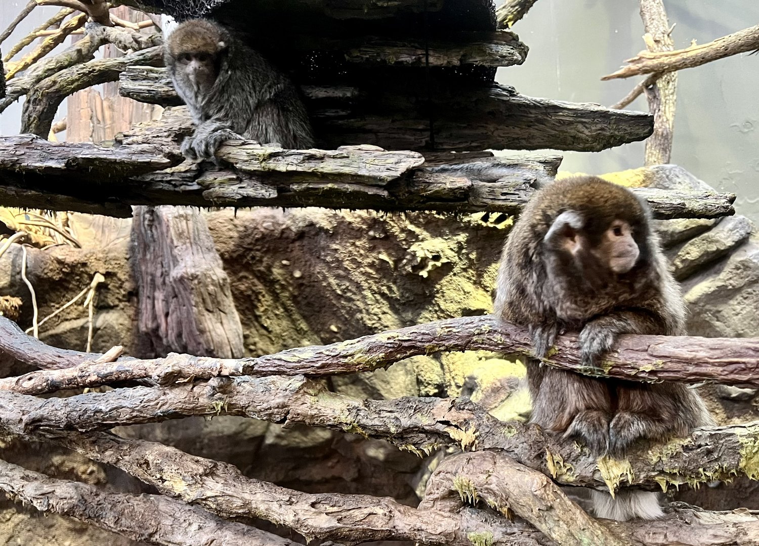 Bolivian Grey Titi Monkey