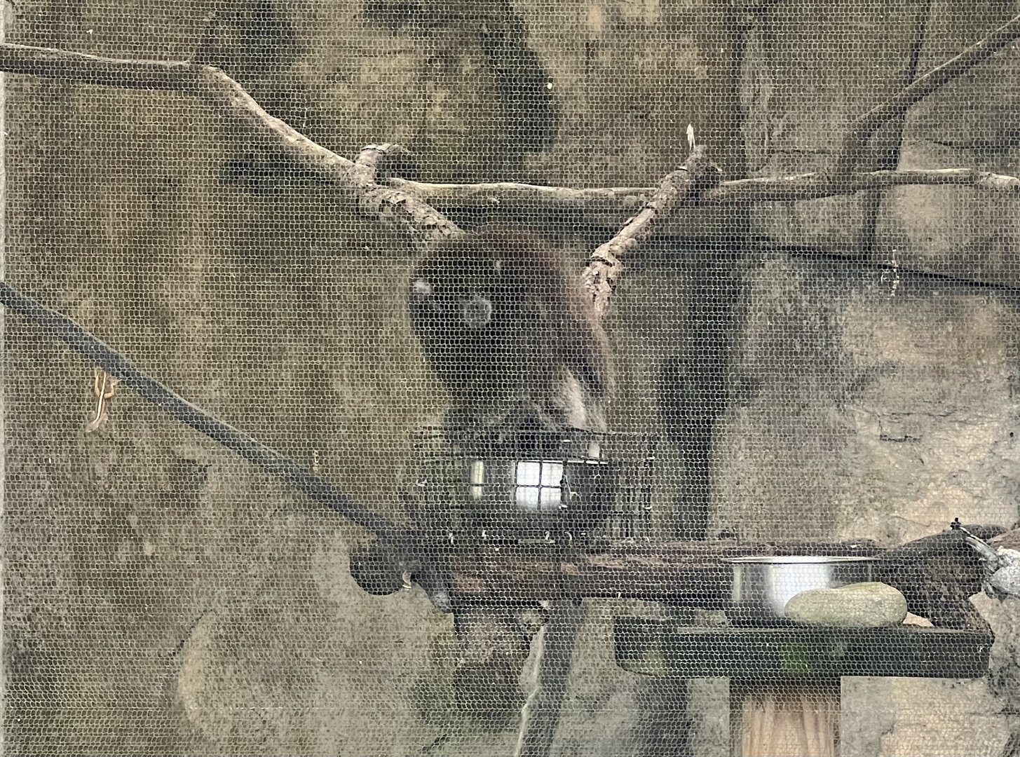 Bolivian Grey Titi Monkey