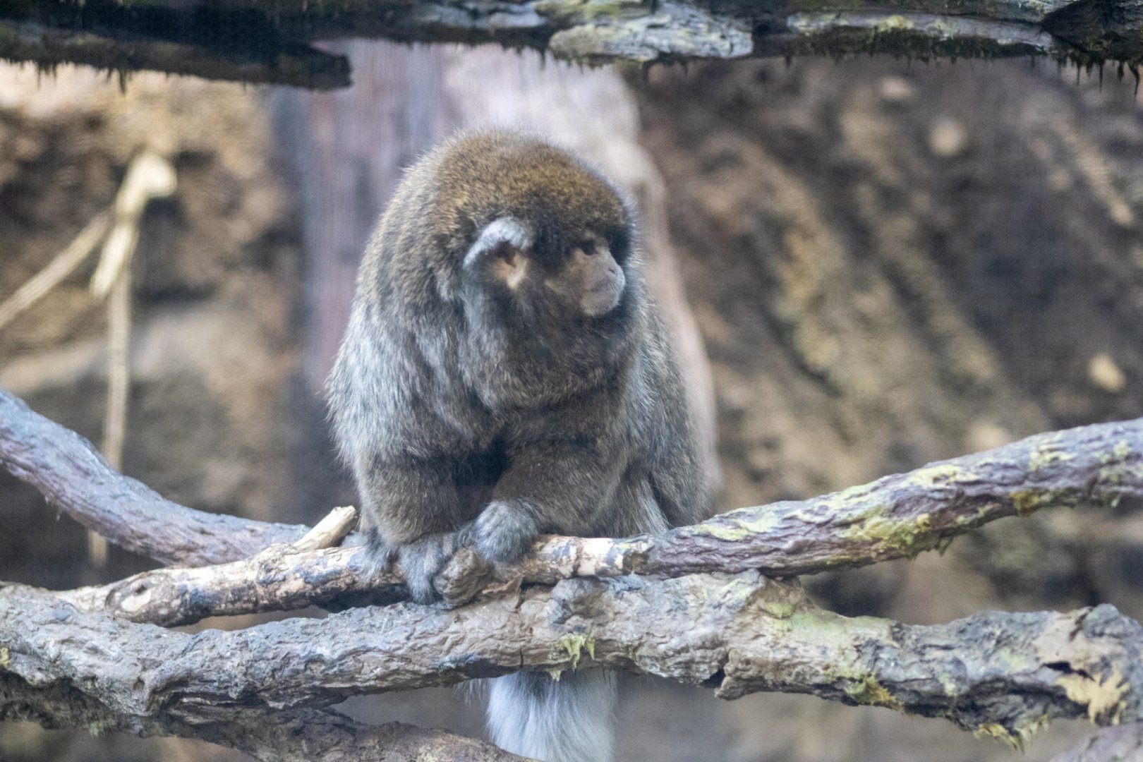 Bolivian Grey Titi Monkey
