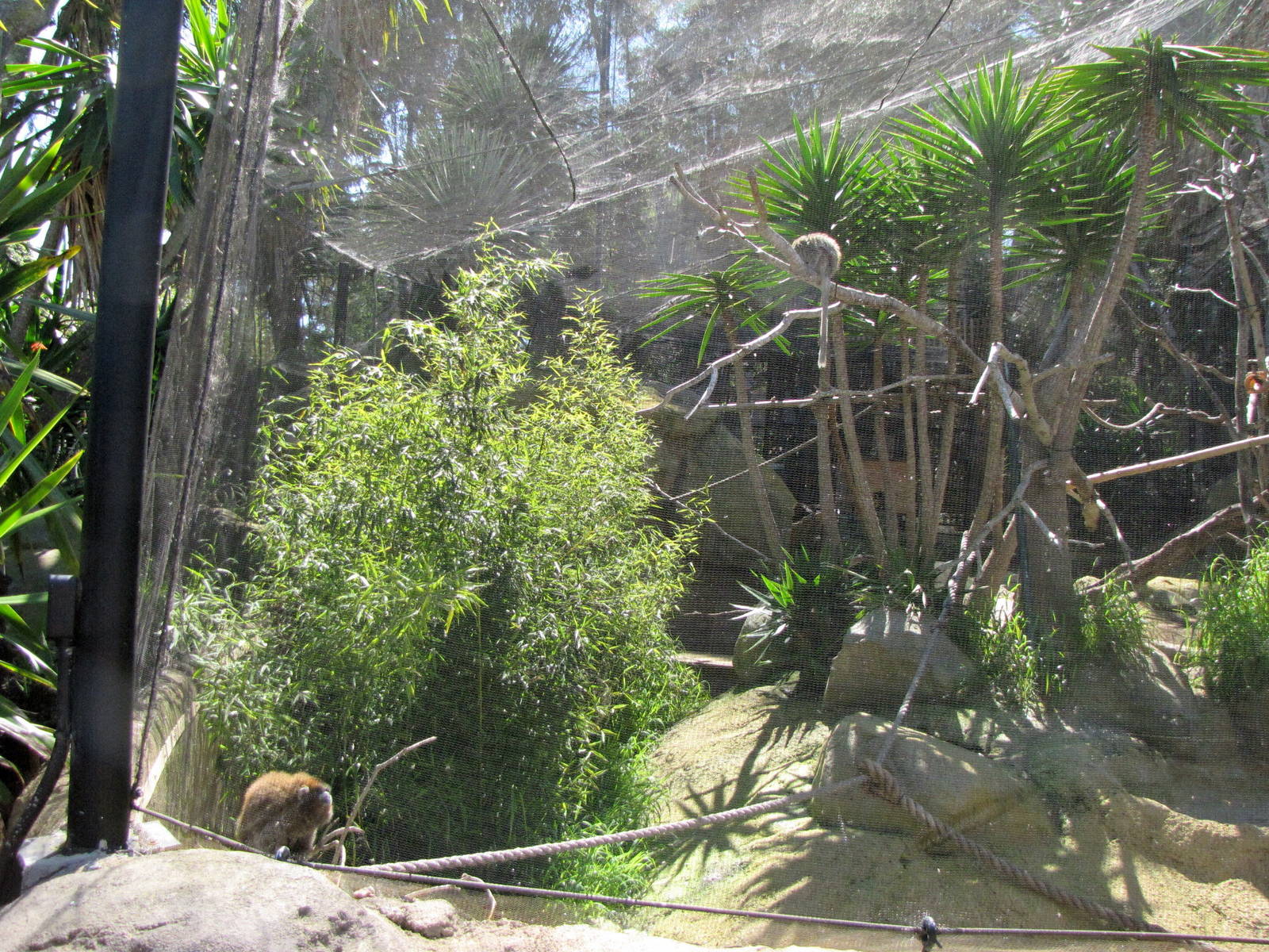 Bolivian Grey Titi Monkey