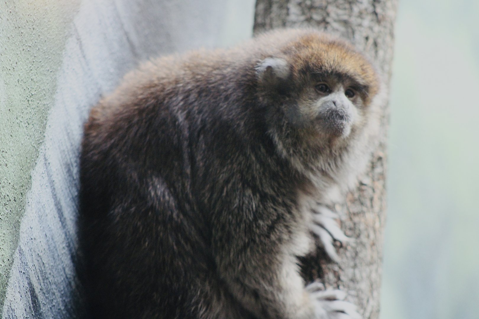 Bolivian Grey Titi (Plecturocebus donacophilus)