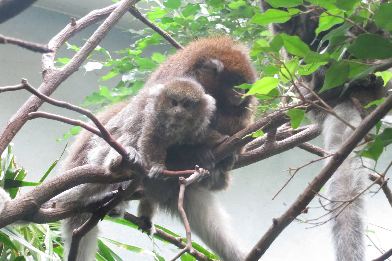 Bolivian Grey Titi - World of Birds 031215