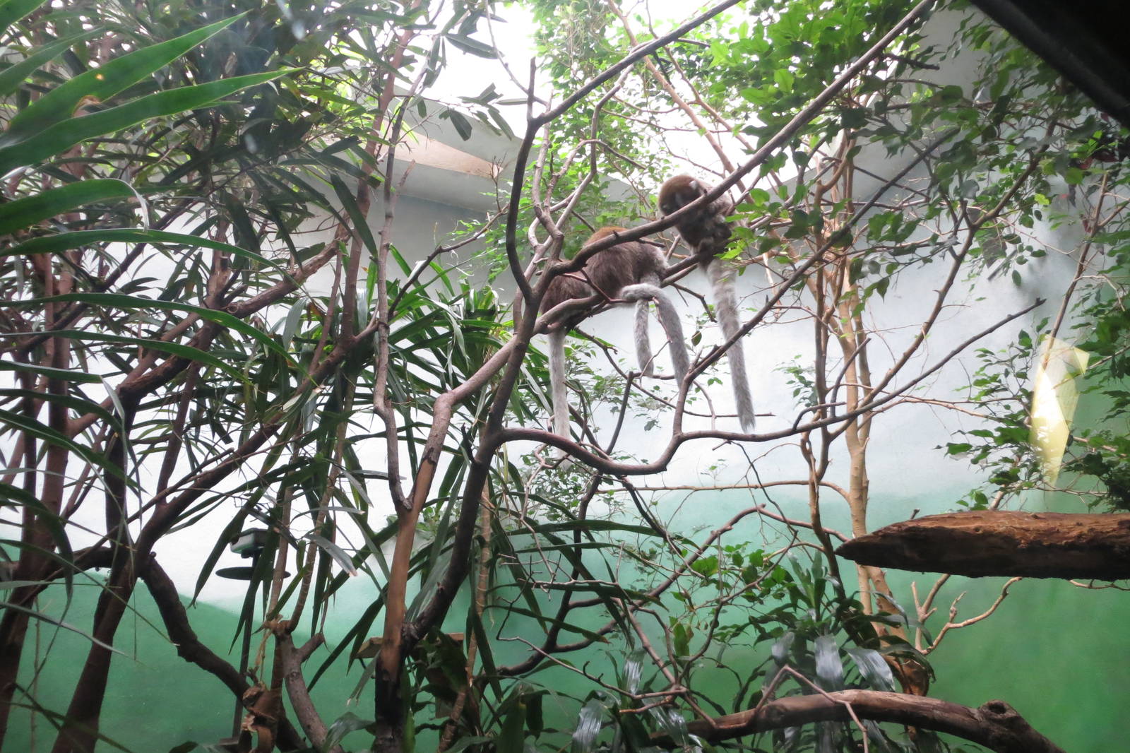 Bolivian Grey Titi - World of Birds 031215