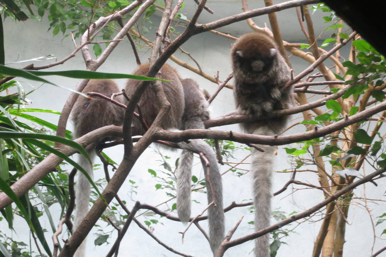 Bolivian Grey Titi - World of Birds 031215